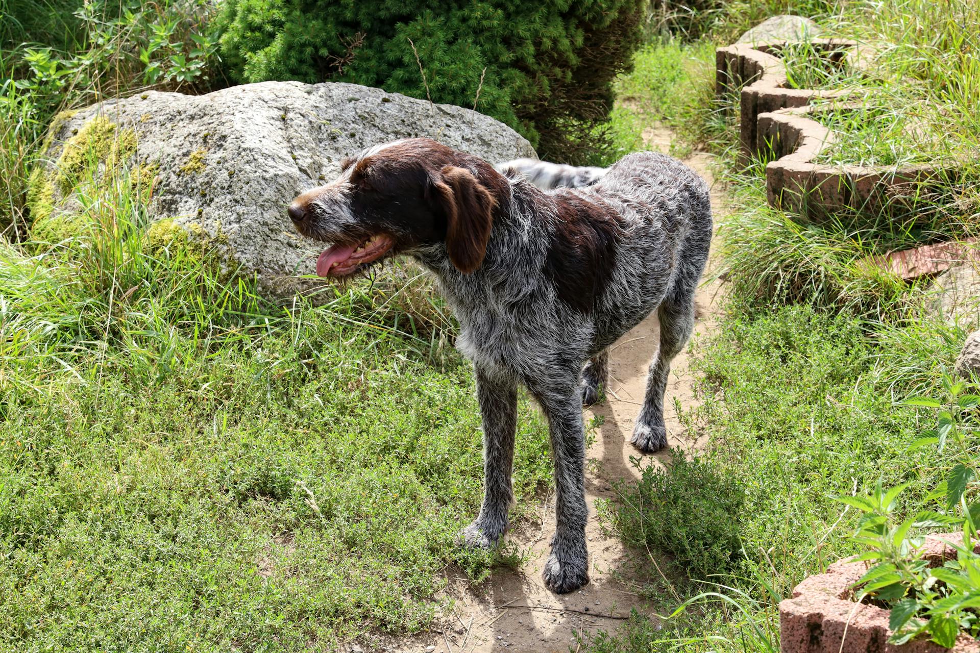 German Wirehaired Pointer Standing on a Grass Field