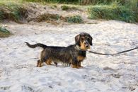 Free stock photo of animal, breed, canine