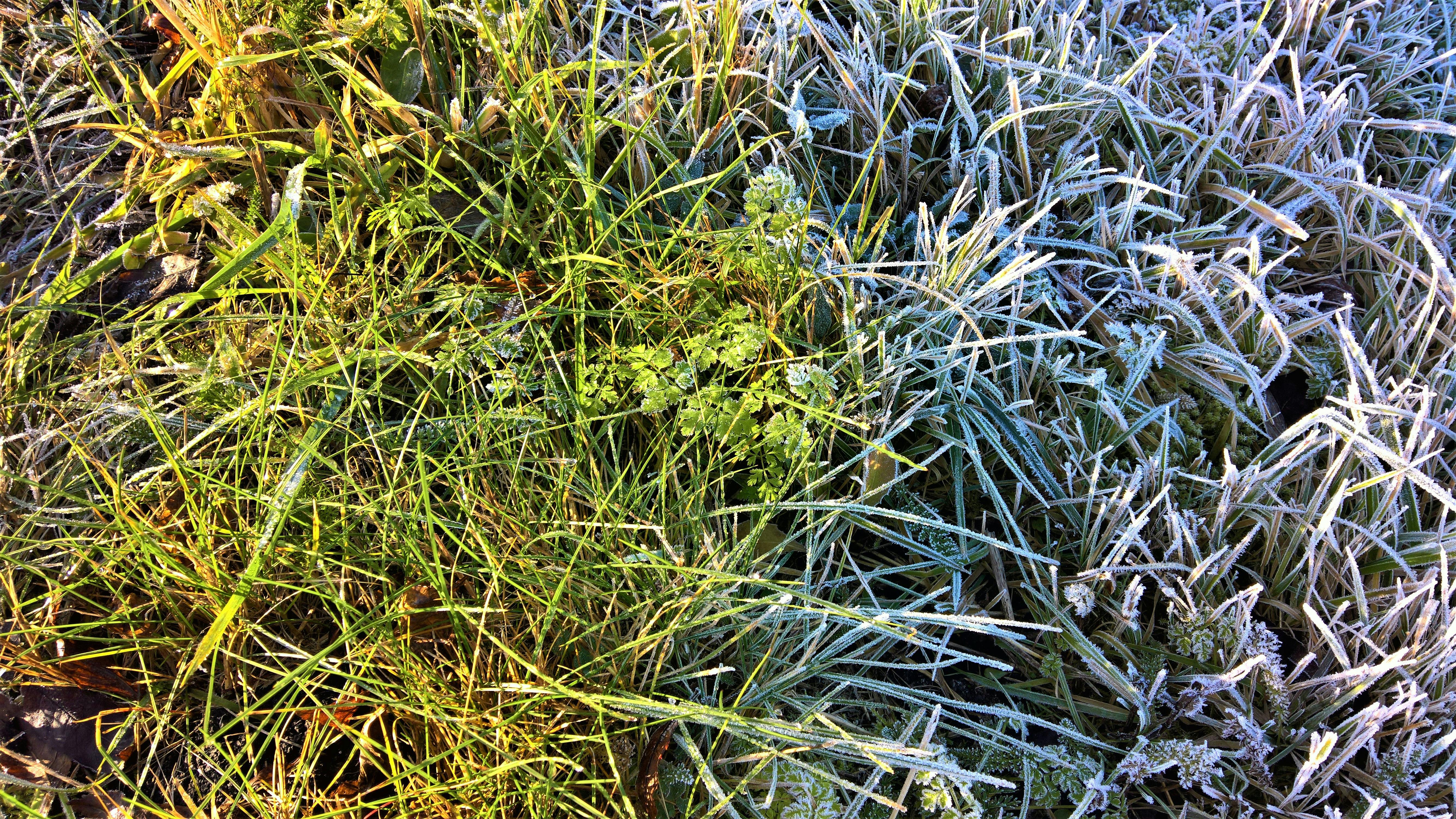 Free stock photo of frost, frosted, frosty