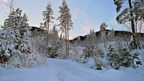 高大的樹木在懸崖附近被雪覆蓋著