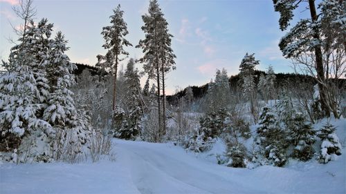 Free Scenic snowy pine forest in Hol, Norway, showcasing a picturesque winter landscape. Stock Photo