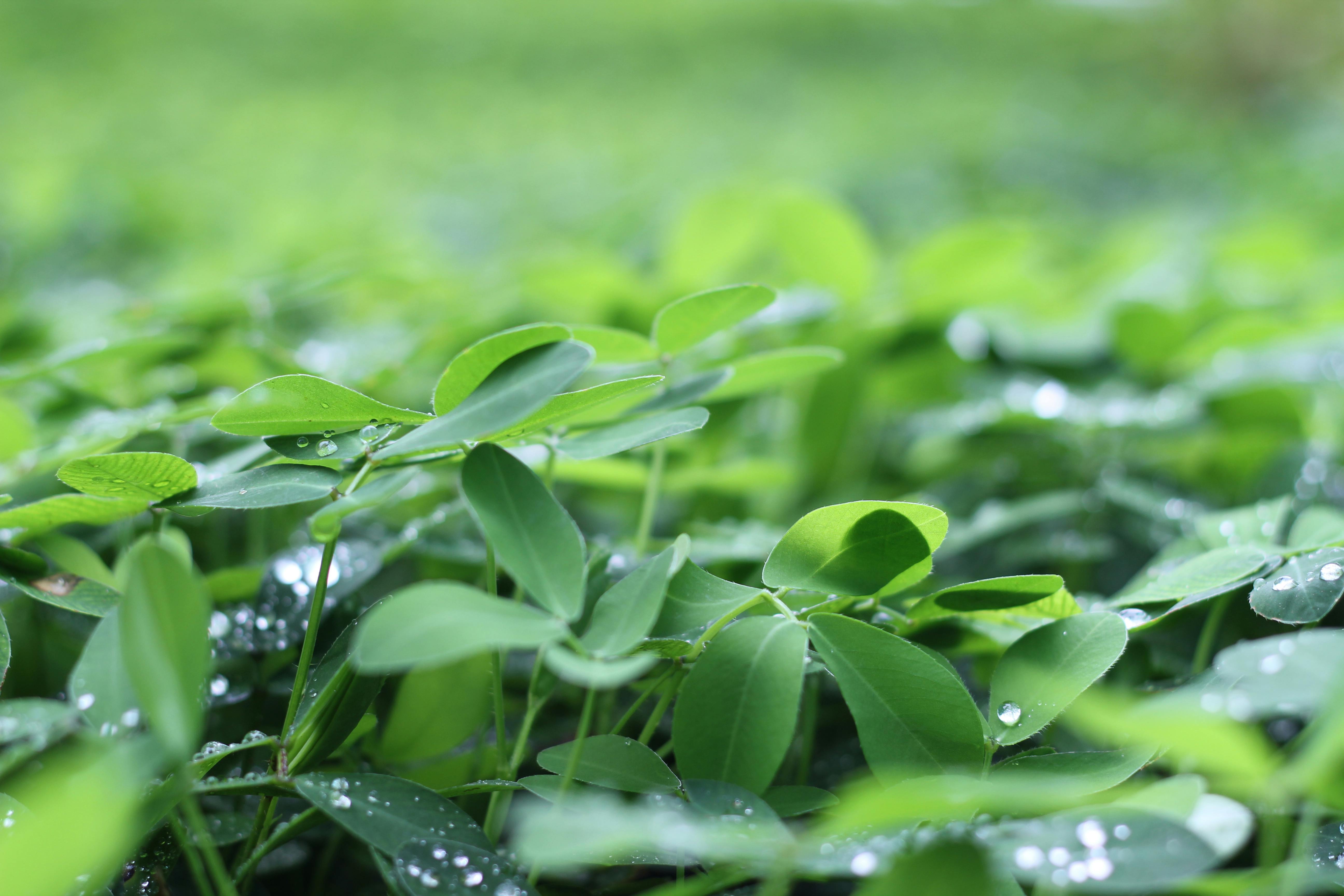 무료 녹색 토끼풀 스톡 사진