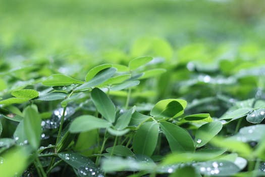 特写镜头捕捉绿叶和露珠，展现大自然的新鲜感