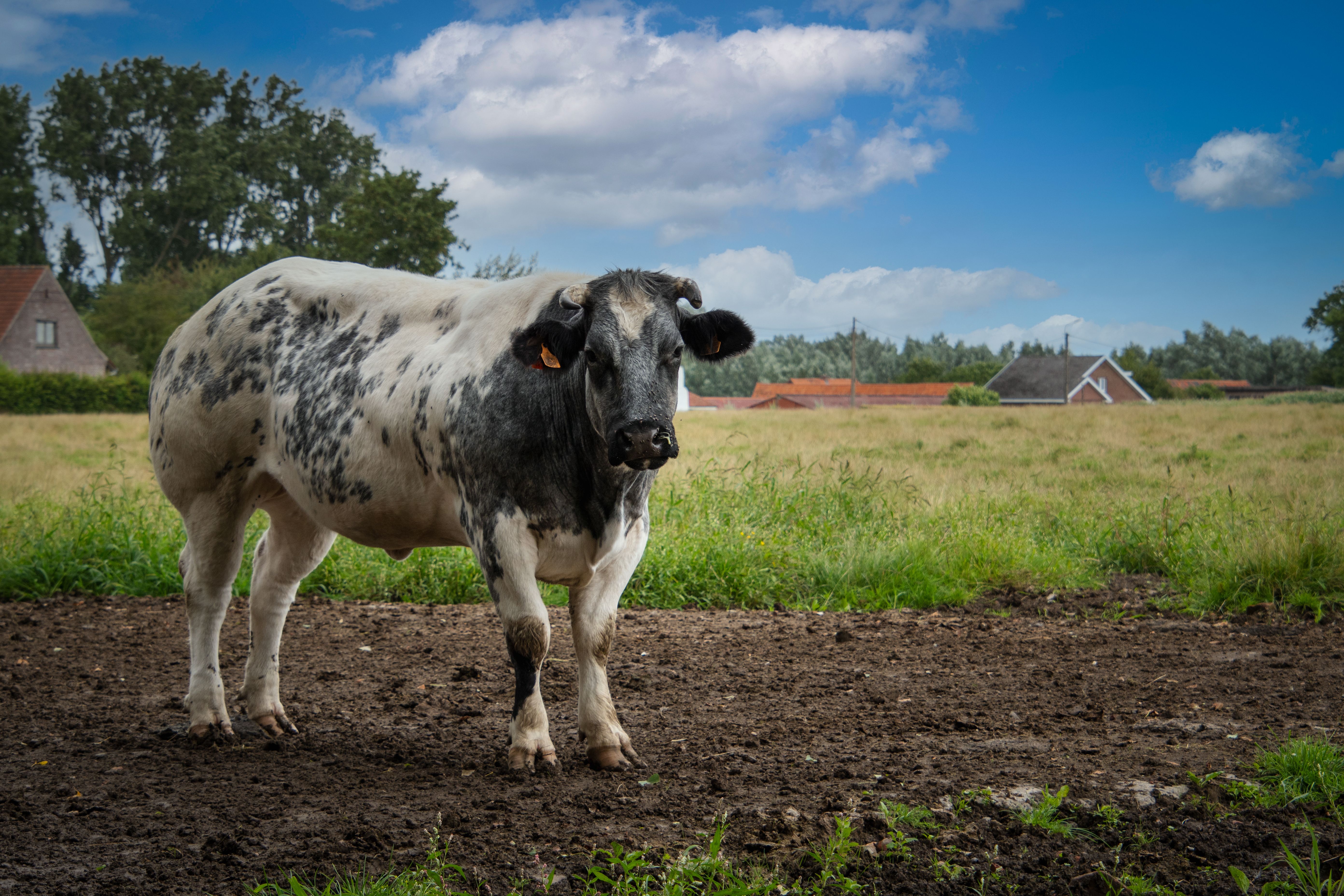 Closeup View Of Beige Cow Free Stock Photo