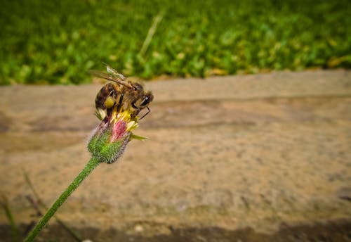 Bee on Pin and Green Flower