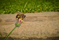 户外蜜蜂为小花蕾授粉的详细宏观镜头