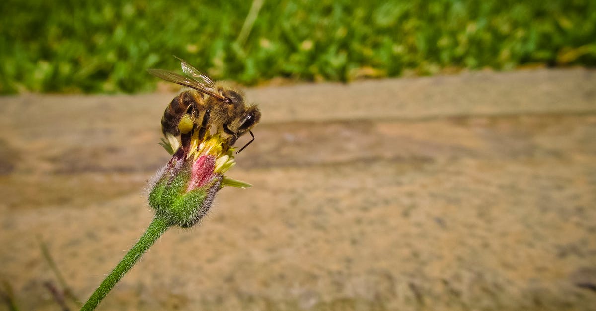 Bee on Pin and Green Flower