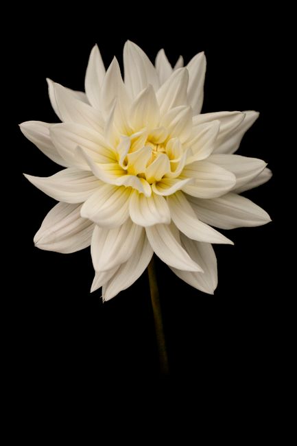 Close-up of a blooming white dahlia against a minimalist black background.
