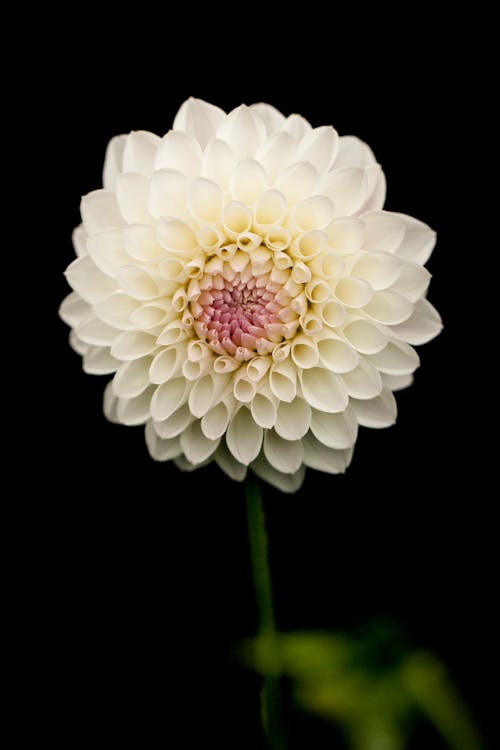 Free White Petaled Flower Stock Photo