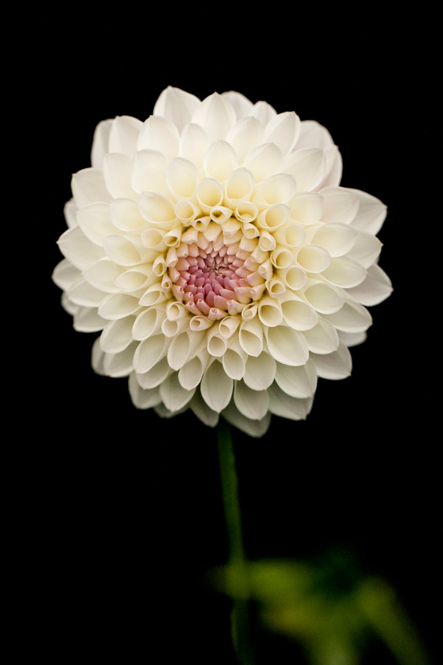 Dahlias | 63 Amazing Pest And Insect Repellent For Plants You Should Know