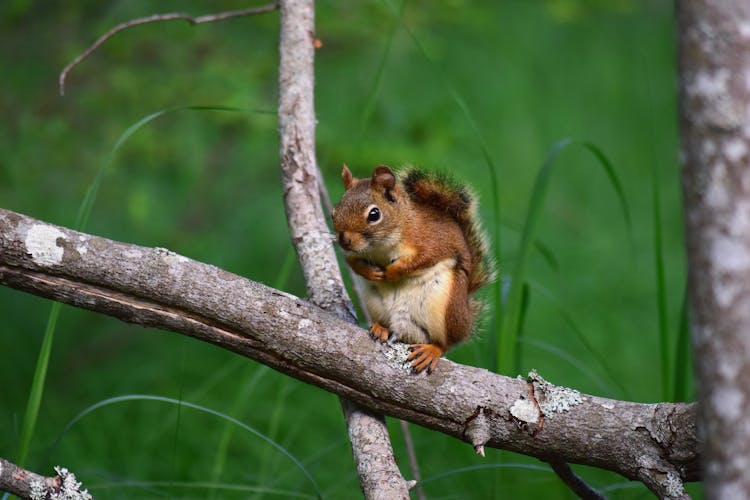 Squirrel On Tree Branch