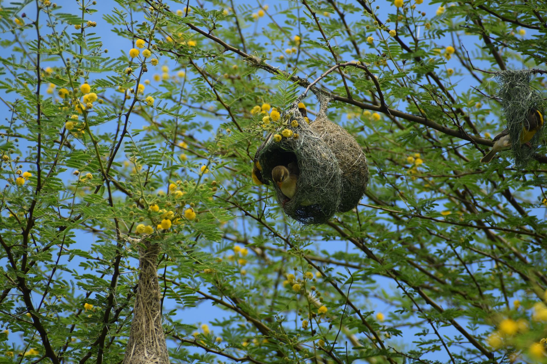 A weaver bird perched in its nest on a blooming acacia tree under a clear blue sky.