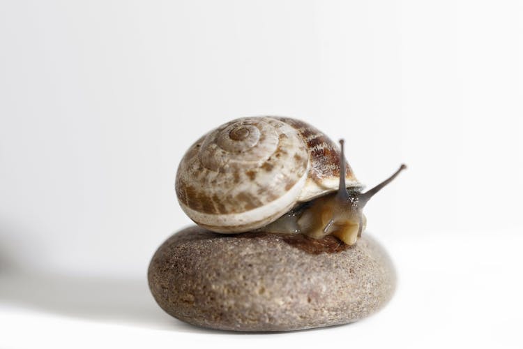 Brow Snail On Stone