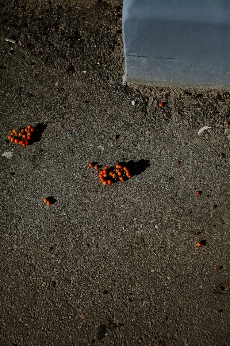 Rowan Berries On Ground