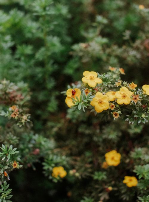 Free Close-up of yellow flowers with a ladybug, showcasing vibrant natural beauty in an outdoor setting. Stock Photo