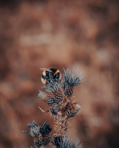 A Bumblebee Pollinating a Flower