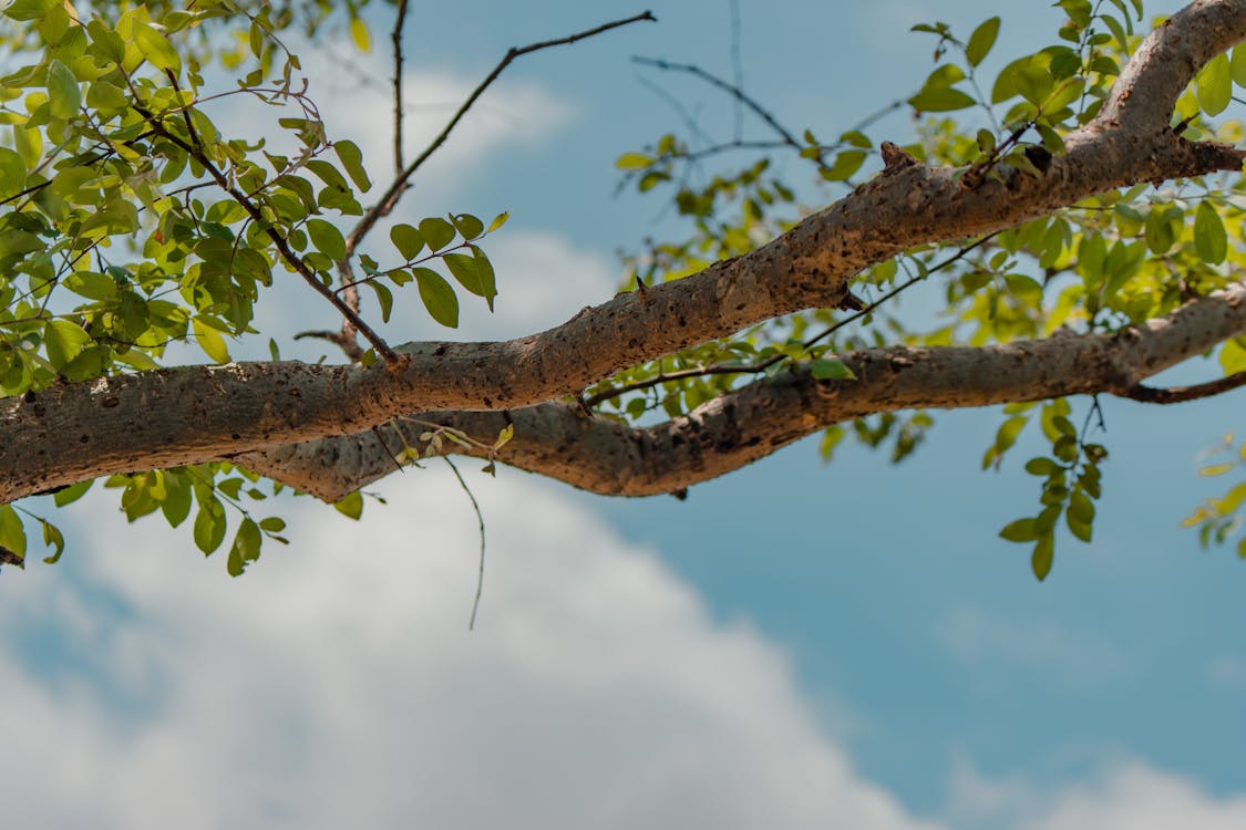 Fotos de stock gratuitas de árbol, árbol cinematográfico, cielo azul