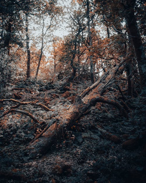 Free A Fallen Tree in a Forest Stock Photo