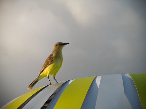 Yellow and Brown Bird Standing on Yellow Surface