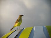 一只黄色的鸟停歇在色彩缤纷的条纹表面上，天空多云