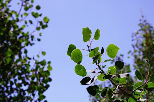 Free Green Leaves on a Branch Under Blue Sky Stock Photo