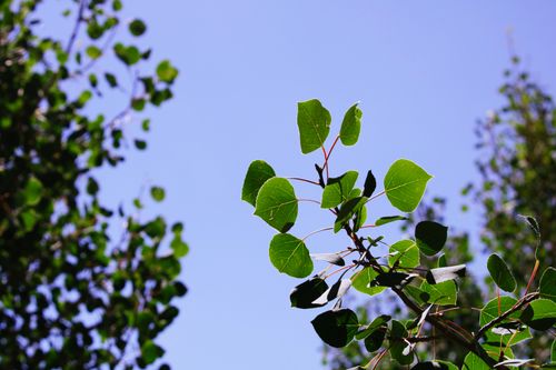 Free Vibrant quaking aspen leaves highlighted against a clear blue sky in Brian Head, Utah. Stock Photo