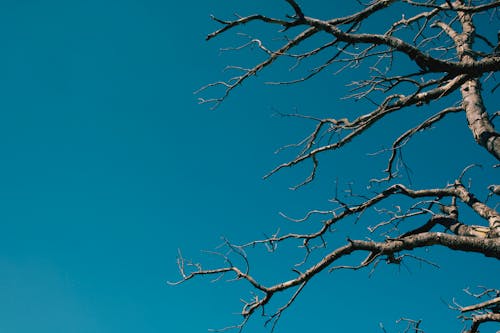 Photos gratuites de arrière-plans de bureau, branches d'arbre, ciel bleu clair