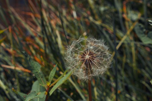 Free Detailed close-up of a dandelion amidst green foliage in Brian Head, UT. Stock Photo