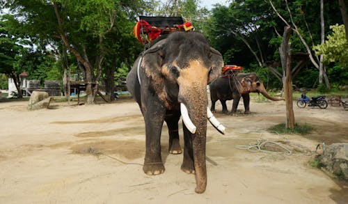 Free stock photo of elephant, pattaya, sanctuary of truth Stock Photo