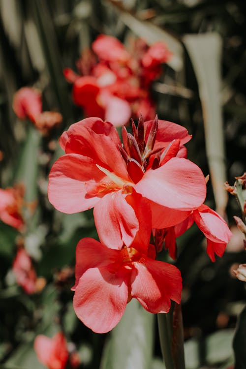 Základová fotografie zdarma na téma canna lily, červené kytky, detail