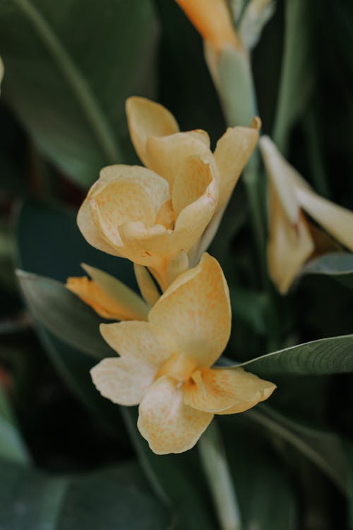 Gratis arkivbilde med flora, gule blomster, nærbilde