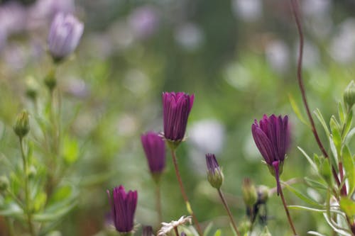 Foto d'estoc gratuïta de bokeh, flors, margarida