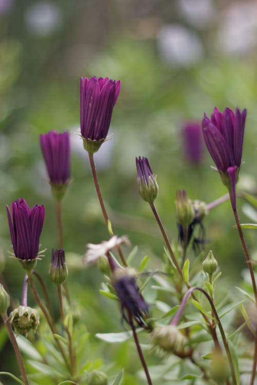 Foto d'estoc gratuïta de bokeh, flors, jardí