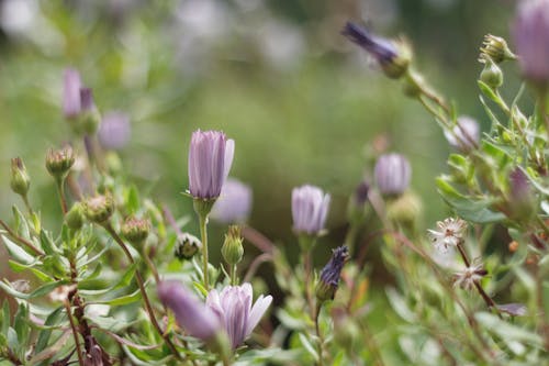 Foto d'estoc gratuïta de flors, jardí, lila