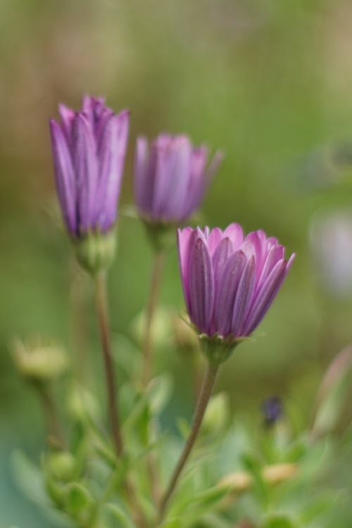 Foto d'estoc gratuïta de flors, jardí, margarida