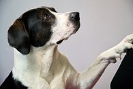 Black and White Short Coated Dog