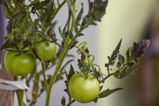 Green Tomato