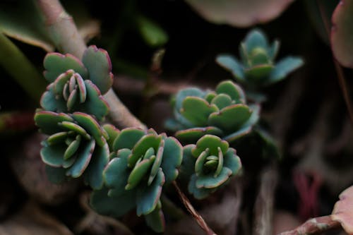 Foto d'estoc gratuïta de plantes, suculenta, suculentes