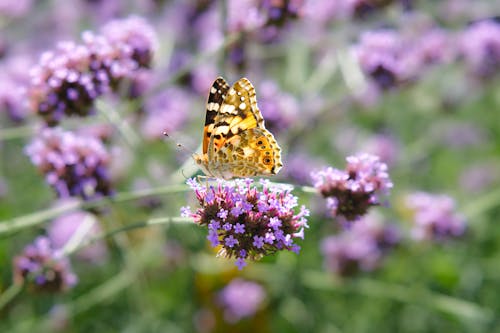 昆蟲, 植物群, 紫丁香 的 免费素材图片