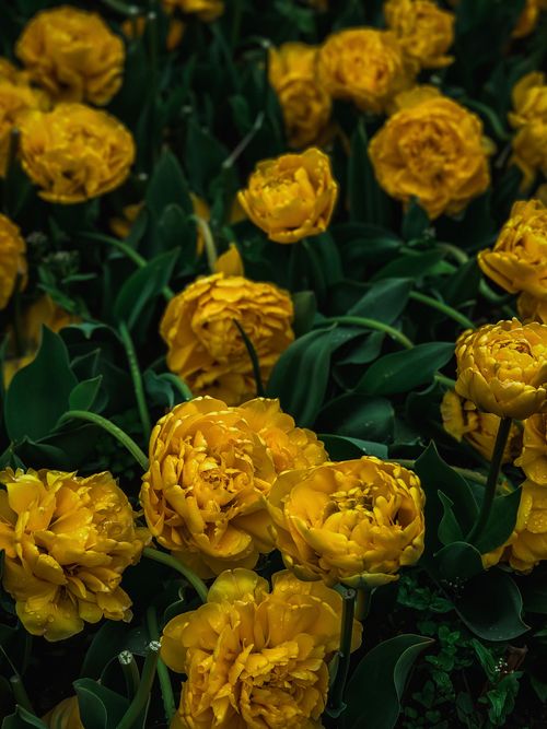 Free A striking display of yellow tulips in full bloom, with lush green foliage underneath. Stock Photo