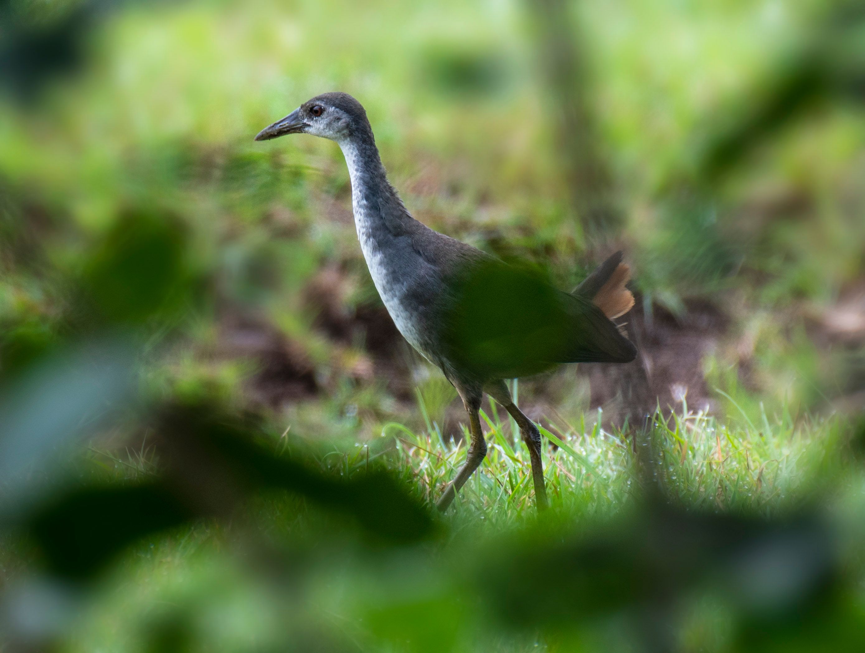 A Gray and White Bird on Green Grass · Free Stock Photo
