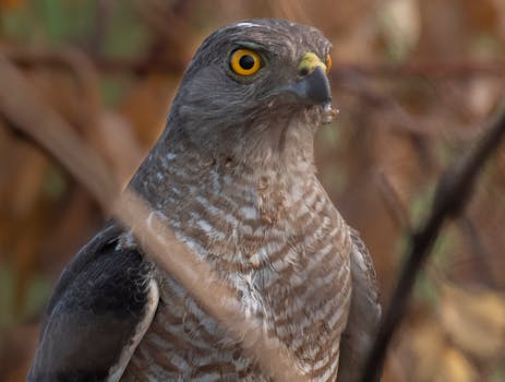 A Gray and White Hawk in Close Up Photography
