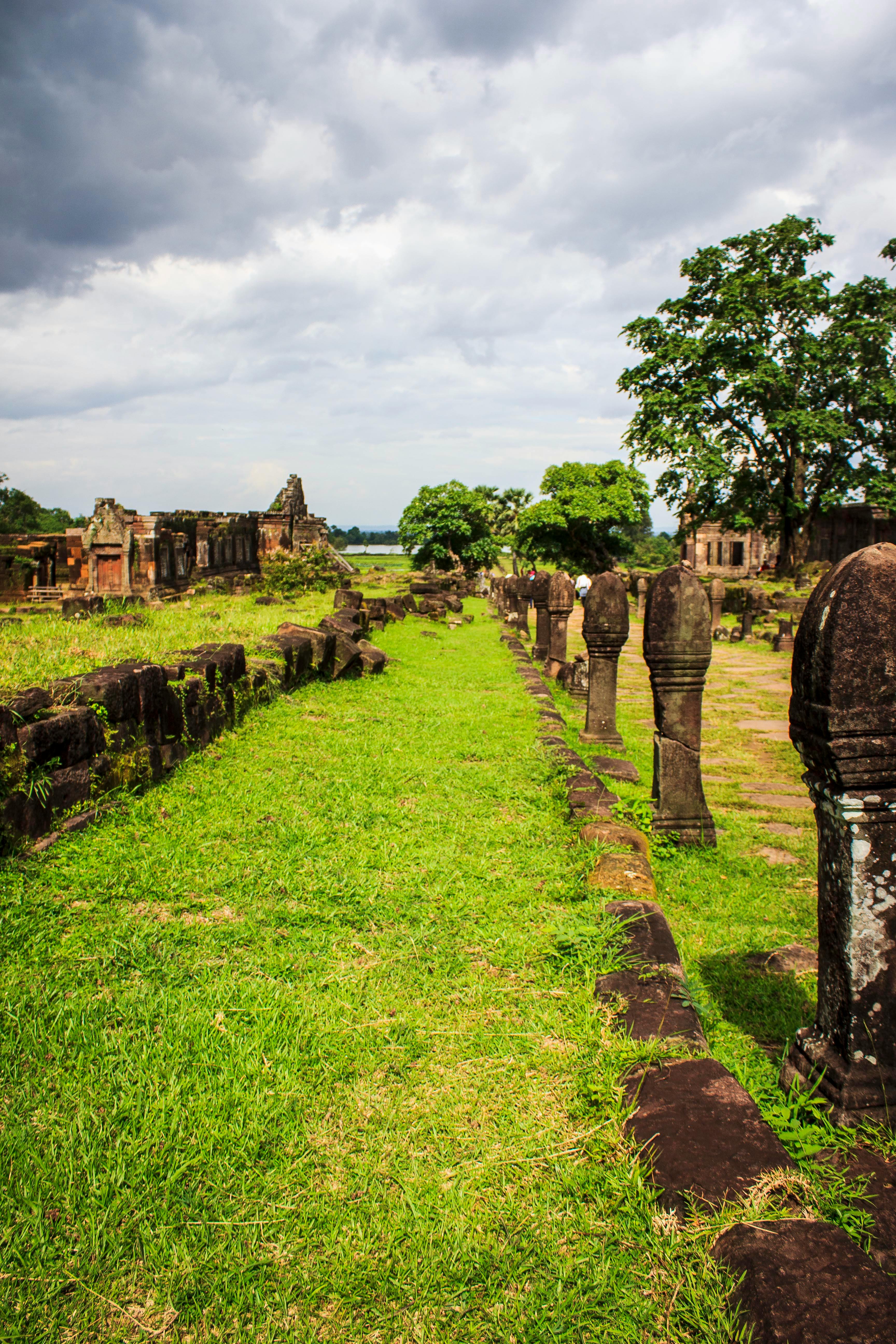 pathway covered with green grass