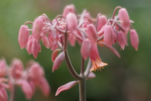 Foto d'estoc gratuïta de flors, Kalanchoe, planta suculenta