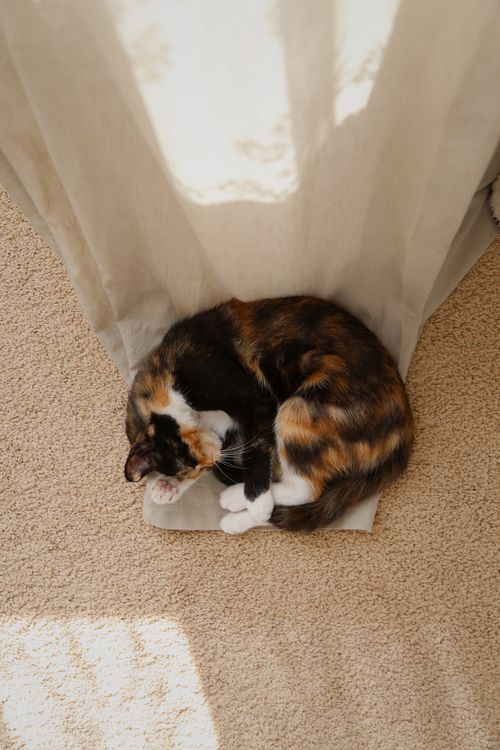 Free A calico cat takes a cozy nap on a soft carpet in the sunlight, surrounded by gentle fabrics. Stock Photo