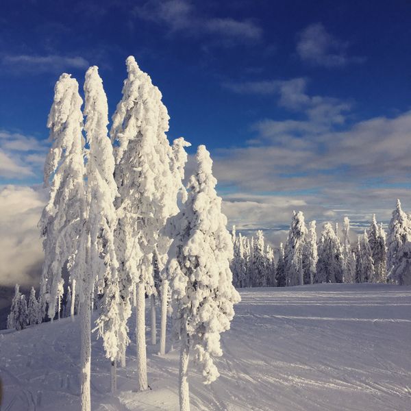 Snow-laden conifers under a clear winter sky — photo by Sarah Walsh on Pexels