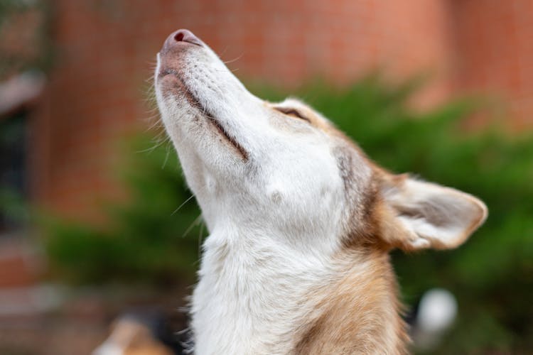 Husky Dog Holding Its Head Up 