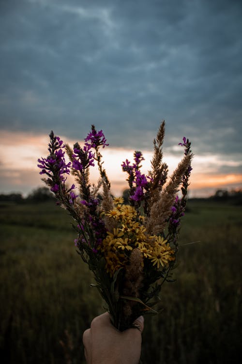 Kostenloses Stock Foto zu außerorts, blumen, blumenstrauß