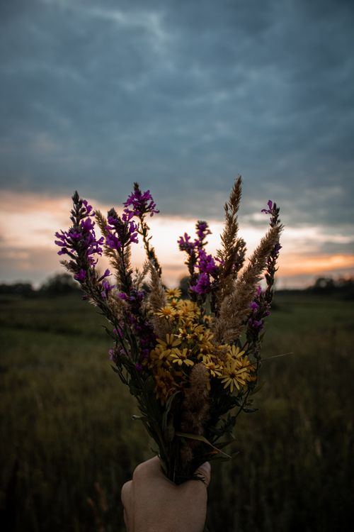 Free A person holds a bouquet of wildflowers against a rural sunset landscape. Stock Photo
