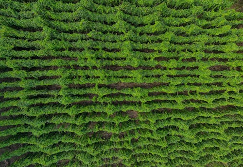 Gratis stockfoto met boerderij, dronefoto, groen